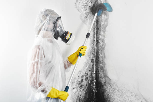 Best Water Damage & Mold Remediation  in St Clair, MI